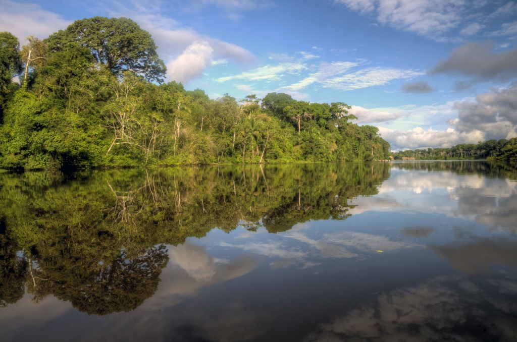 WWF-Brasil seleciona iniciativas inovadoras para restauração florestal