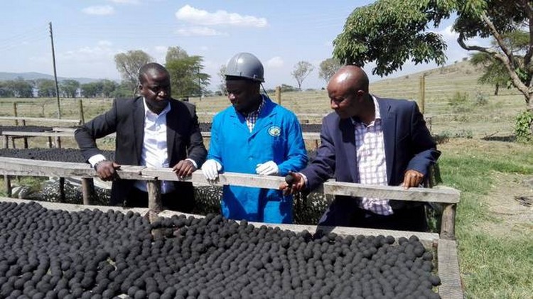No Quênia, empresa produz carvão feito de fezes para substituir carvão mineral
