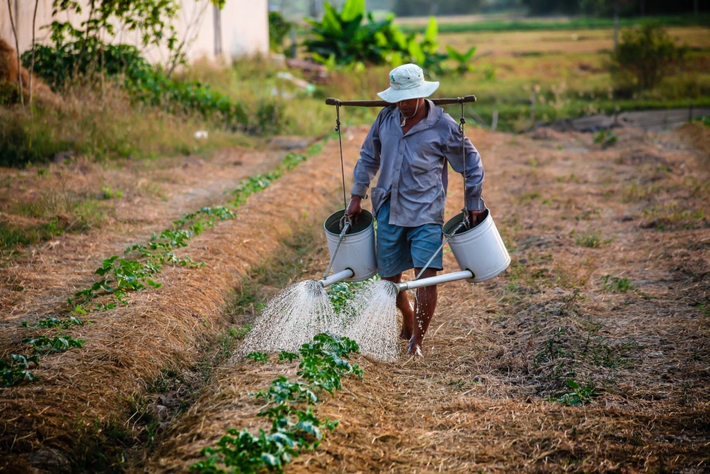 ONU Meio Ambiente e banco holandês investirão US$ 1 bilhão em agricultura sustentável