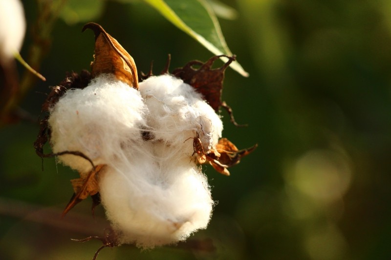 Better Cotton Initiative