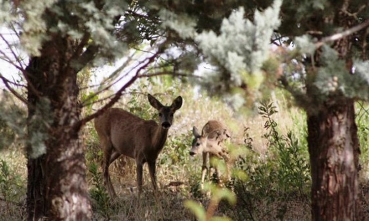 Companhia italiana busca soluções para áreas naturais protegidas