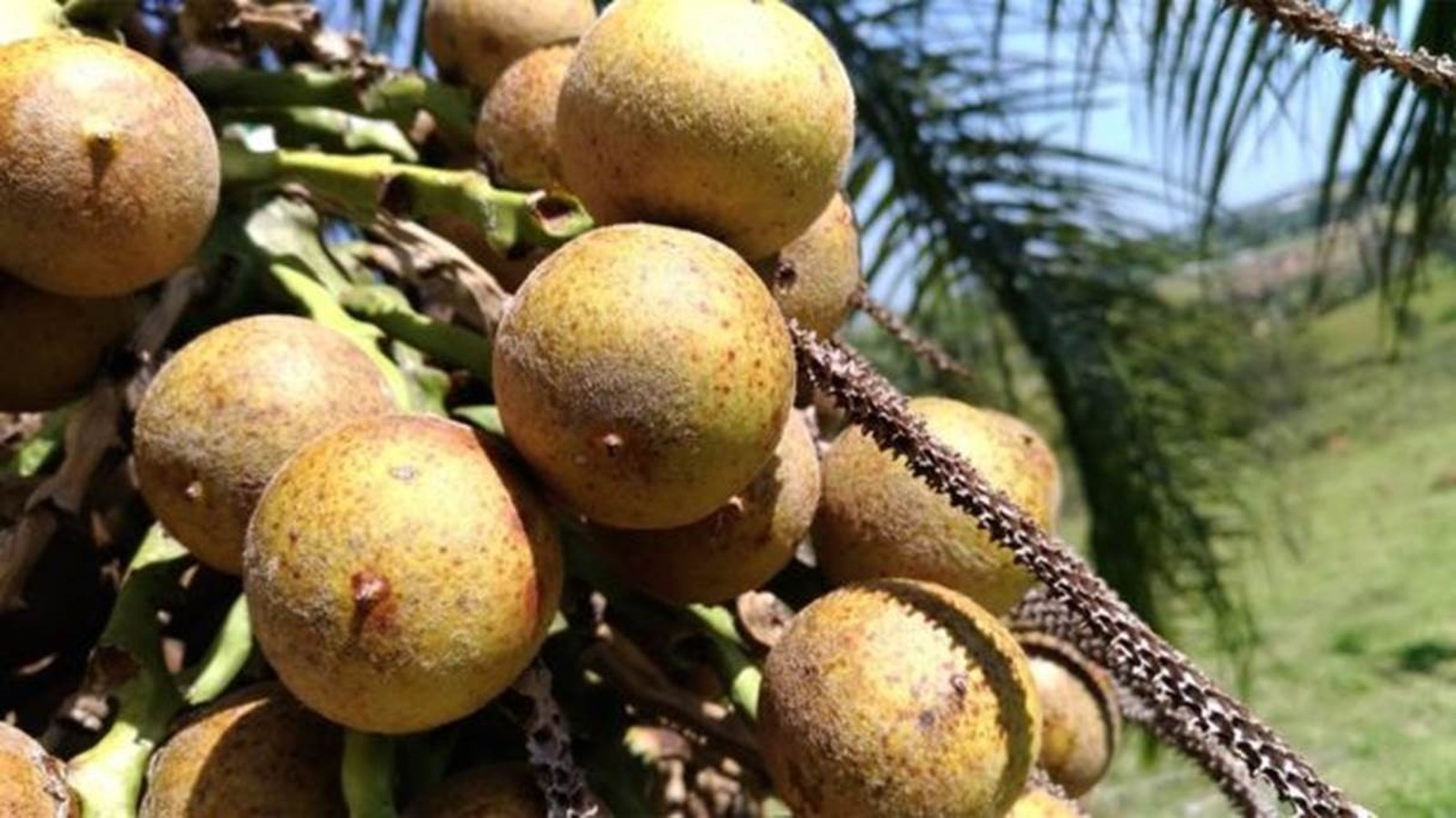 SITAWI apoia projeto de extrativismo sustentável de macaúba orgânica