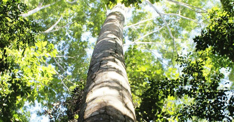 Pesquisa mostra que recuperação de floresta degradada gera lucro