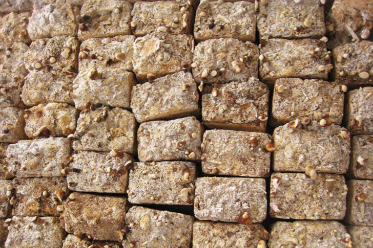 Micologista desenvolve tijolo de cogumelos mais resistente que concreto